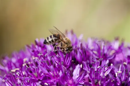 allium schoenoprasum - afbeelding 4
