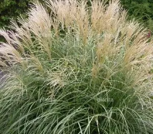 anamenthele lessonianum  sirocco