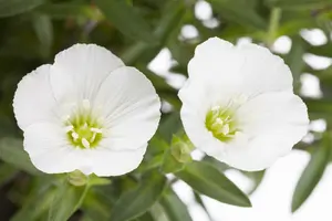 arenaria montana