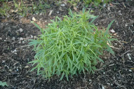 artemisia drac.  senior  - afbeelding 1