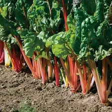 beta vulgaris  bright lights