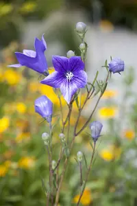 campanula pers. - afbeelding 2