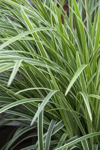 carex morrowii  ice dance 