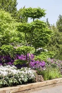 carpinus betulus