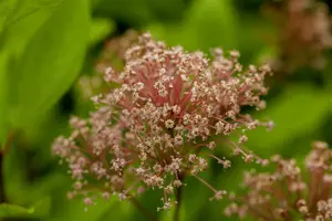 ceanothus pallidus  marie simon