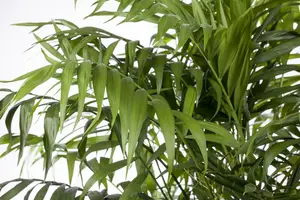 chamaedorea elegans