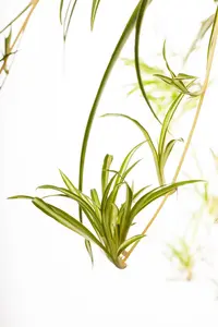 chlorophytum