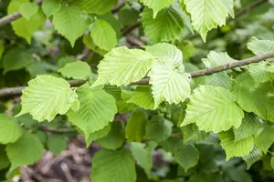 corylus avellana