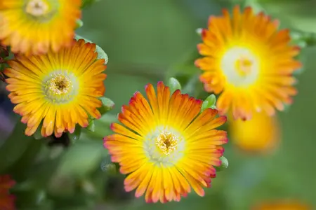 delosperma