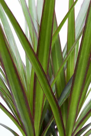 5 - afbeelding 5