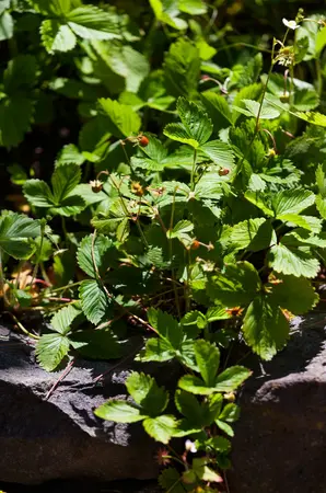 fragaria vesca - afbeelding 1