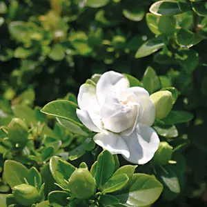 gardenia