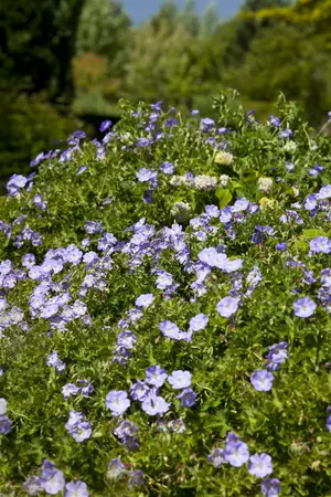 geranium  rozanne  - afbeelding 2