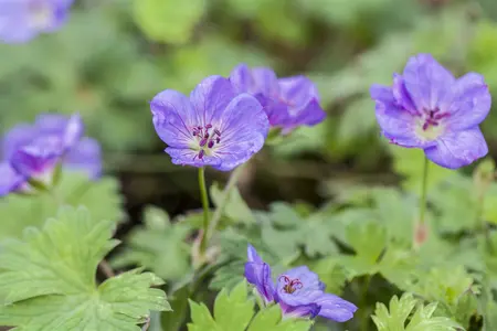 geranium  rozanne  - afbeelding 3