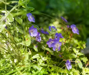 geranium rozanne