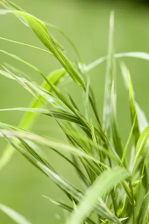 hakonechloa   aureola  - afbeelding 2