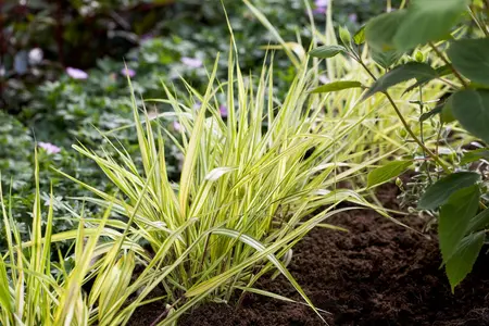 hakonechloa   aureola  - afbeelding 1