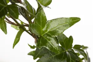 hedera helix