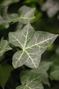 pot9cm - afbeelding 1
