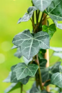 pot9cm - afbeelding 5