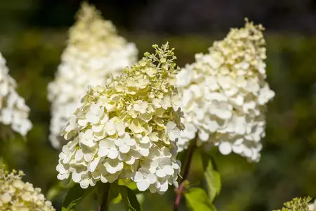 grote pot - afbeelding 2