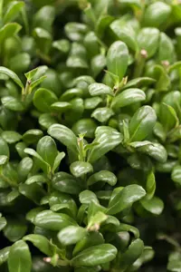 ilex cren.  convexa  25-30 cm. c2
