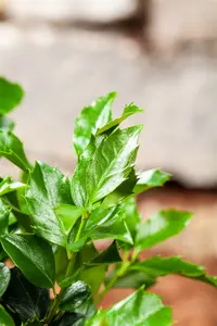 ilex mes.  blue maid 