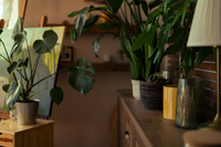 Kamerplanten