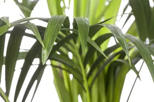 kentia howea 2