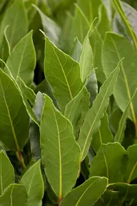 laurus nobilis