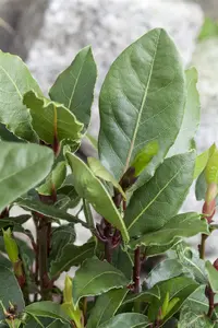 40 cm. P14 - afbeelding 3