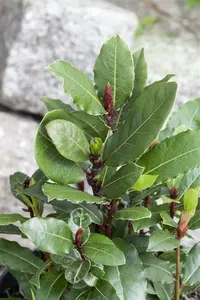 40 cm. P14 - afbeelding 4