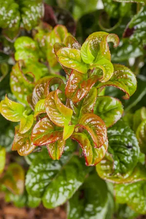 25-30 cm. C3 - afbeelding 4