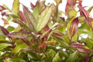 leucothoe  zeblid 