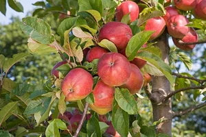 malus d. gloster