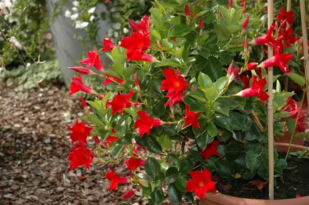 mandevilla sundaville - afbeelding 5