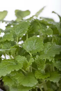 melissa officinalis - afbeelding 4