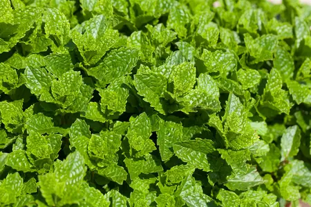 mentha hillary s sweet lemon - afbeelding 1