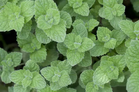 mentha hillary s sweet lemon - afbeelding 3
