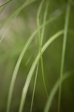 miscanthus sinensis  gracillimus  - afbeelding 1