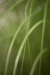 miscanthus sinensis  gracillimus