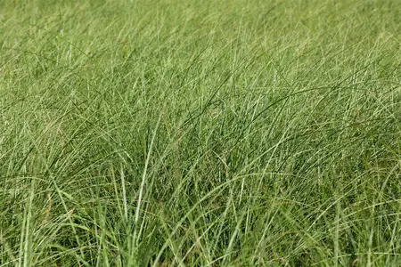 miscanthus sinensis  gracillimus  - afbeelding 3