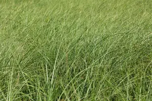 miscanthus sinensis  gracillimus  - afbeelding 3
