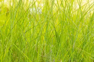 miscanthus sinensis  gracillimus  - afbeelding 5