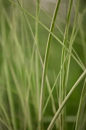 miscanthus sinensis  kleine silberspinne  - afbeelding 1