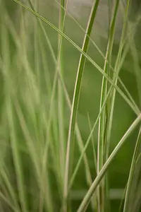 miscanthus sinensis  kleine silberspinne