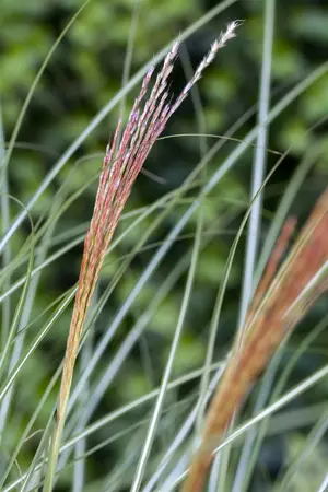 miscanthus sinensis  kleine silberspinne  - afbeelding 2