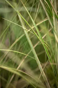 miscanthus sinensis  morning light