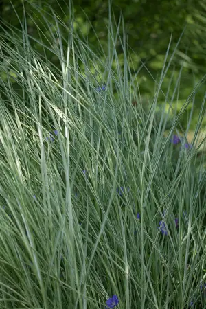 miscanthus sinensis  morning light  - afbeelding 4