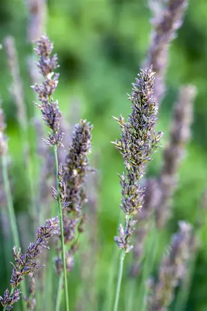 molinia caerulea  moorhexe  - afbeelding 1
